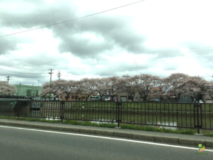 桜、咲く。